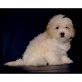 Maltipoo Welpen - Hündin