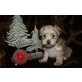 Maltipoo Welpen - Hündin