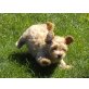 Maltipoo Welpen - Hündin
