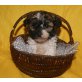 Maltipoo Welpen - Rüde