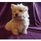 Maltipoo Welpen - Rüde