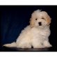 Maltipoo Welpen - Rüde