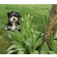 Maltipoo Welpen - Rüde