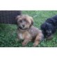 Maltipoo Welpen - Rüde