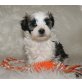 Maltipoo Welpen - Rüde