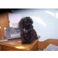 Maltipoo Welpen - Rüde