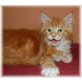 Malu, Maine Coon - Katze