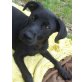 Maly, Labrador Mischling - Hündin