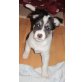 Mama Daisy & Tochter, Mix - Hündin