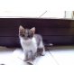 Mama Kartäuserdame Vater Unbekannt - Kater