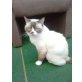 Mama Lulu und Tochter Paula, Britisch Kurzhaarkatze - Katze