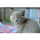 Mambo, Britisch Kurzhaarkatze - Kater