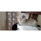 Mambo, Britisch Kurzhaarkatze - Katze