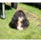 Mambo Tango, Shih Tzu - Rüde