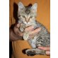 Mambo, Tierschutz - Kater