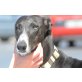 Mamen, tolle Galga, Galgo Español - Hündin