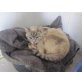Mami-Buena, Siam-Mix - Katze