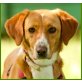 Mamita, Podenco-Mix - Hündin