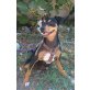Mammy, Pinscher-Mix - Hündin