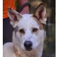 Manchas, Schäferhund Husky Mix - Rüde