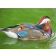 Mandarin Enten - weiblich