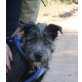 Mandela, Riesenschnauzer Mix - Rüde