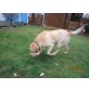 Mandy,  Labrador Mischlingshündin - Hündin