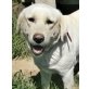 Mandy, Labrador-Mix - Hündin