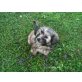Mandy, Lhasa Apso Welpen - Hündin