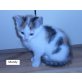 Mandy, Mischlingsdame - Katze