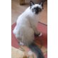 Mandy v. d. Pet Ta Meaw, Heilige Birma - Katze