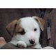 Manfred , Jack-Russell-Terrier Welpen - Rüde