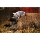 Mangalica-Schwein - männlich