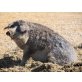 Mangalica-Schwein - männlich