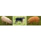 Mangalica-Schwein - weiblich