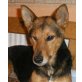 Mani, Schäfer-Pinscher-Mischlingshündin - Hündin