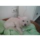 Mania, Malteser, cocker spaniel - Hündin