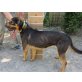 Mano  (sil-birn) geborne Shar Pei Mix Hündin  - Rüde