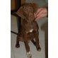 Manoli, ausgesetzt auf der Autobahn, Labrador -  Mix Welpen - Rüde