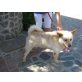 Manolo, Labrador-Chow Chow - Rüde