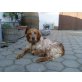 Manou, Setter - Hündin