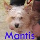Mantis,   Cairnterrier-Mix, - Rüde