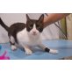Manu, nettes Kerlchen - Kater