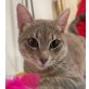 Manu, niedliches Kerlchen - Kater