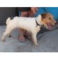 Manuel, Drahthaar-Foxterrier - Rüde