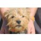Manzanito, gut erzogener Yorkshire-Terrier - Rüde