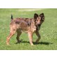 Mara 2, Collie-schottischer Schäferhund - Hündin