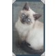 Mara-Bella, Britisch Kurzhaarkatze - Katze