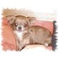 Mara, Chihuahua langhaariger Schlag - Hündin