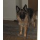 Mara, Deutscher Schäferhund - Hündin